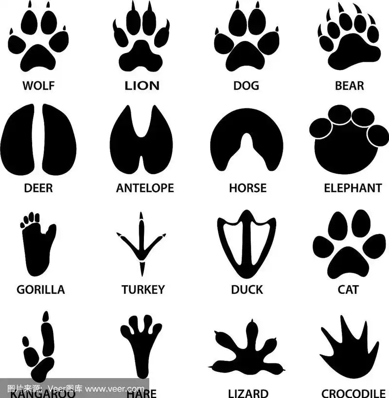黑色的脚印,动物的形状,大象