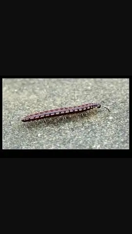 新买的君子兰,花盆底下发现5条这样的虫子,这是什么虫子