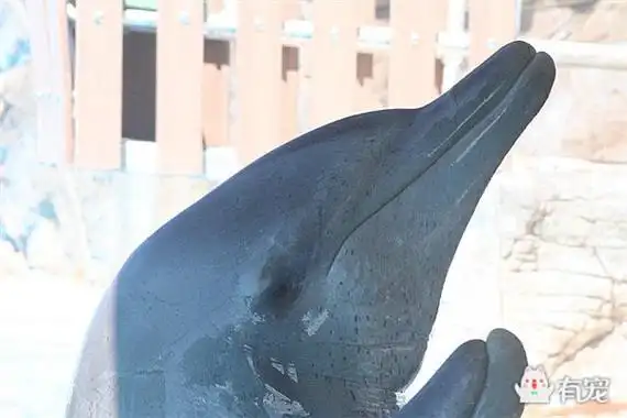 虐心!高龄海豚带病表演惹众怒