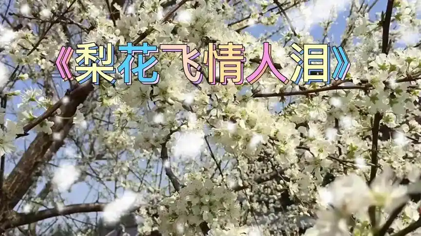 《梨花飞情人泪》星月组合