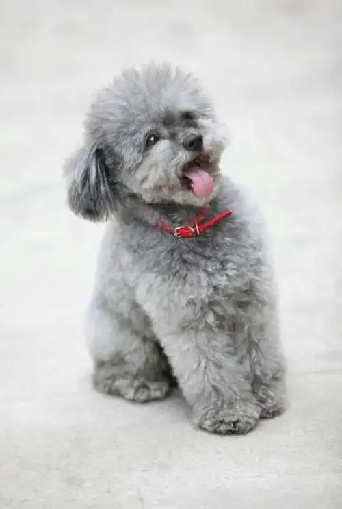 泰迪狗灰色的图片