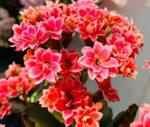 长寿花的50个品种,文末附长寿花的养护简介