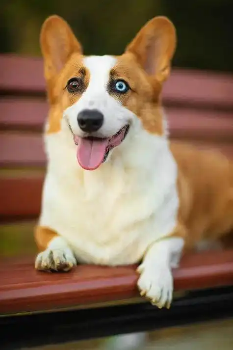 两只眼睛颜色不一样的狗子,到底有什么天赋异禀?