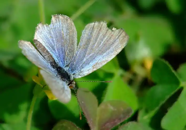飞蛾图片昆虫飞蛾