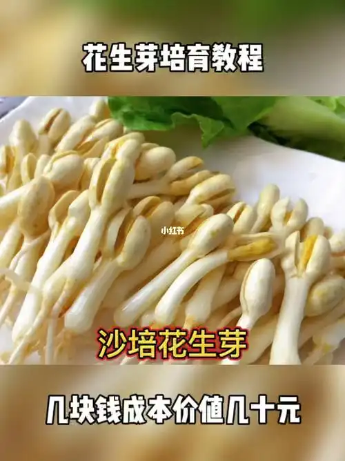 这个培育花生芽的方法一定要学会省钱省事