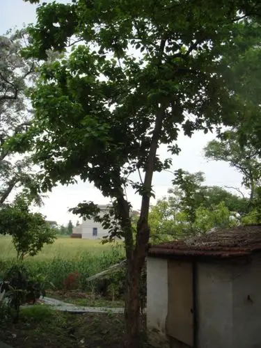 江苏南通的榨榛树