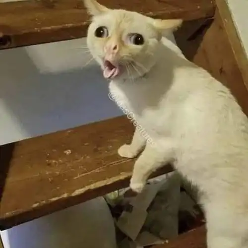 今天在推上看到的丑猫 删除 赞回应 来自 豆瓣app