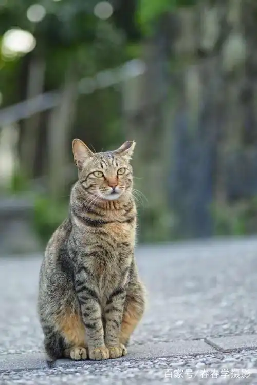 可爱猫猫之狸花猫