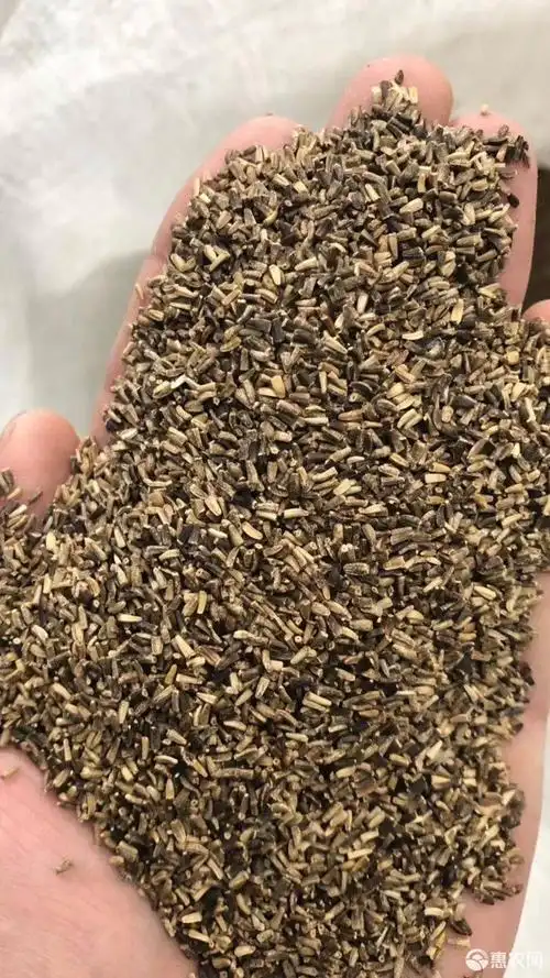 菊苣种子 菊苣大叶菊苣养猪牧草养鸡鸭鹅兔牧草牧草种子