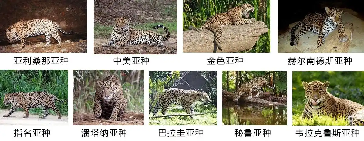 如何区分花豹猎豹与美洲豹这三种猫科动物有何不同