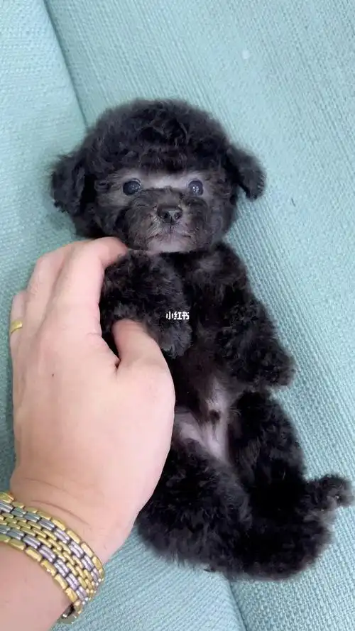 娃娃脸小体灰泰迪弟弟两个月不到一斤重