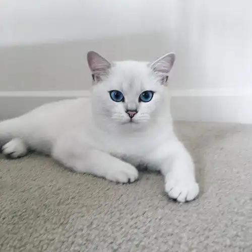 蓝眼银渐层看起来是不是特凶特霸气