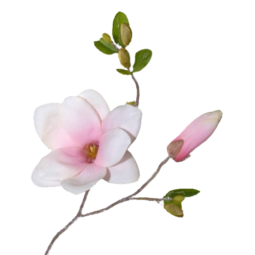 花朵免抠素材(十五) - xcbwuyi6565 - wuyi