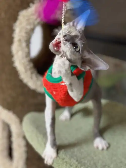 三个宠物级的几千块的大耳朵