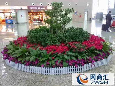 提供绿色植物_花卉的租赁摆放_养护维护服务