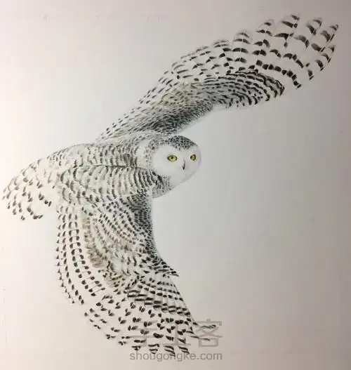 彩铅雪鸮 第1步