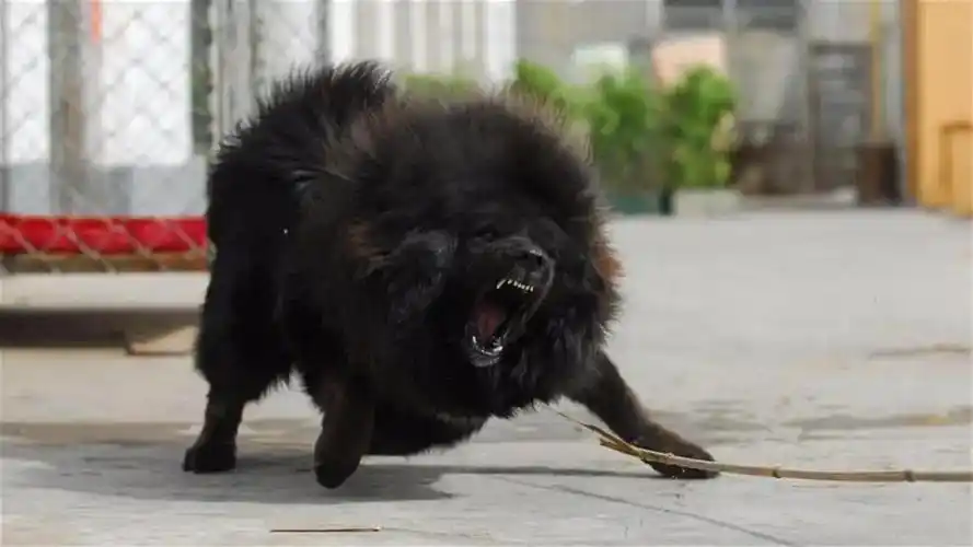 中国十大禁犬(国内被禁养的10种猛犬)-临渡百科