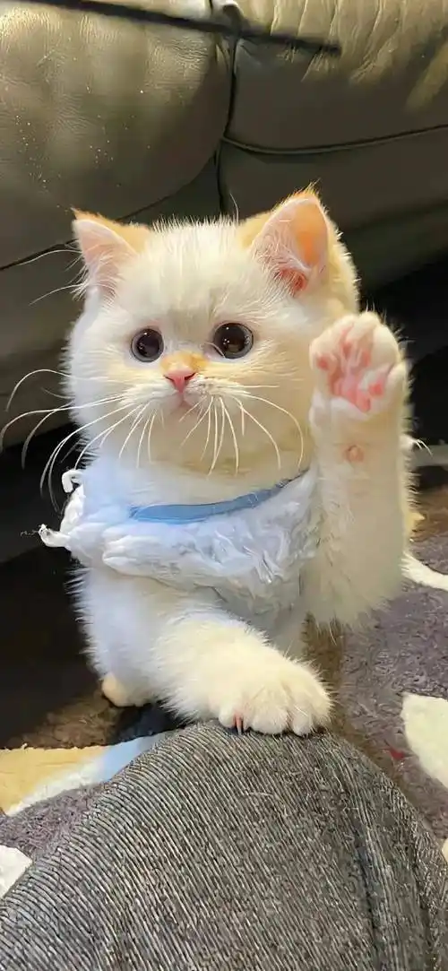 7.8 | 小头像 壁纸