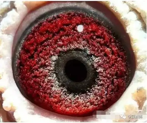 图集精品鸽眼赏析值得珍藏