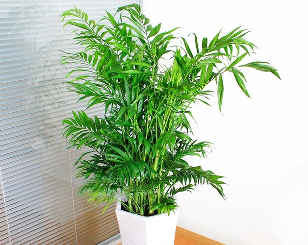 夏威夷竹子怎么浇水方法