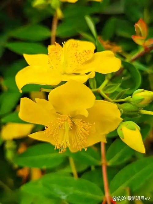 别名为"芒种花"的金丝梅,却并非今日才开始绽放,早在一个月前,金丝梅