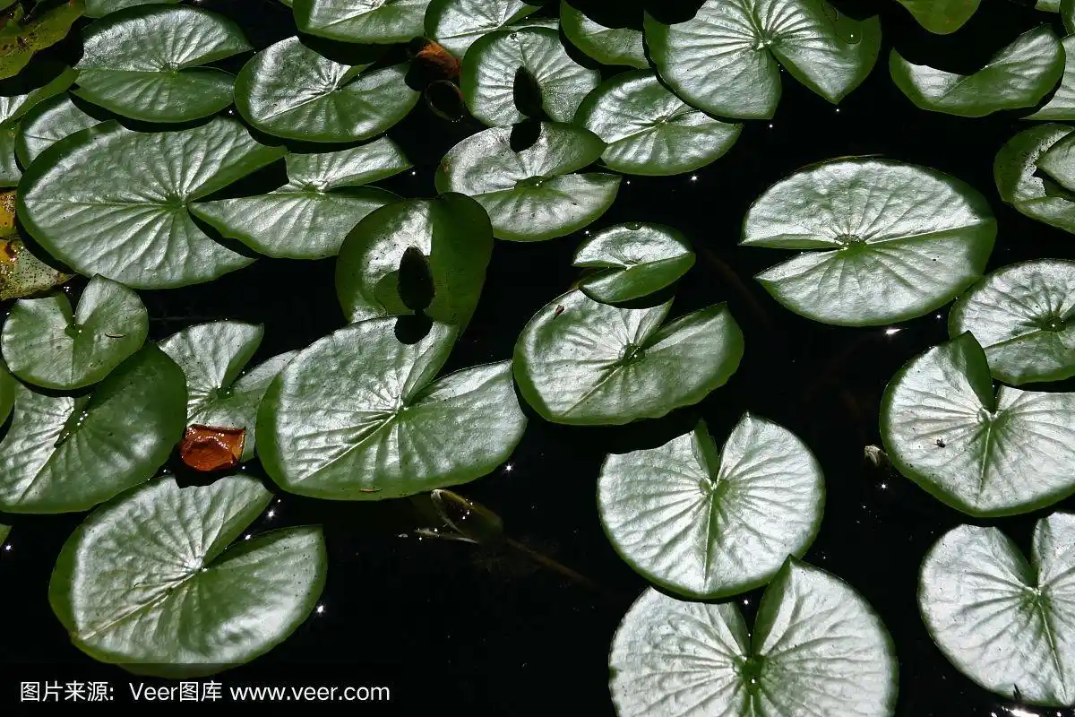 睡莲叶片的纹理