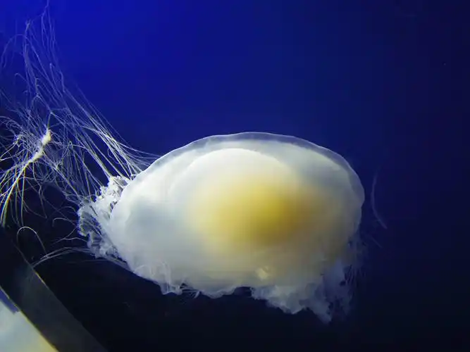 查看大图(源图)|  点击:0| 创建者:distance～距离海底的海蜇