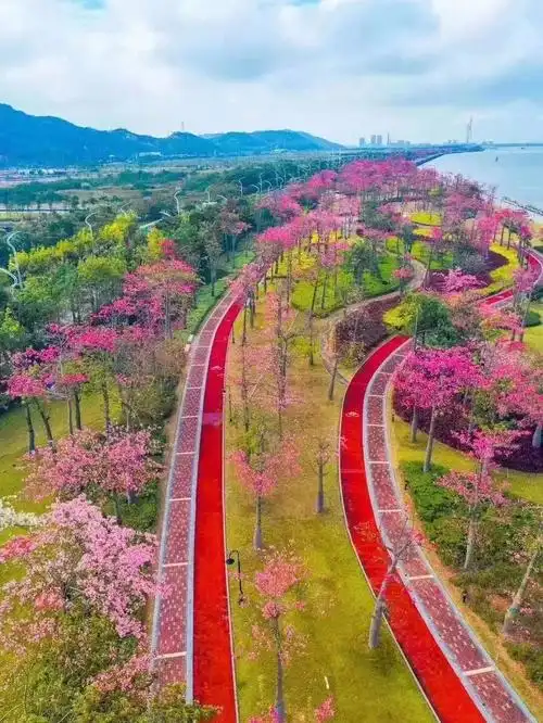 坐标珠海横琴自贸区花海长廊