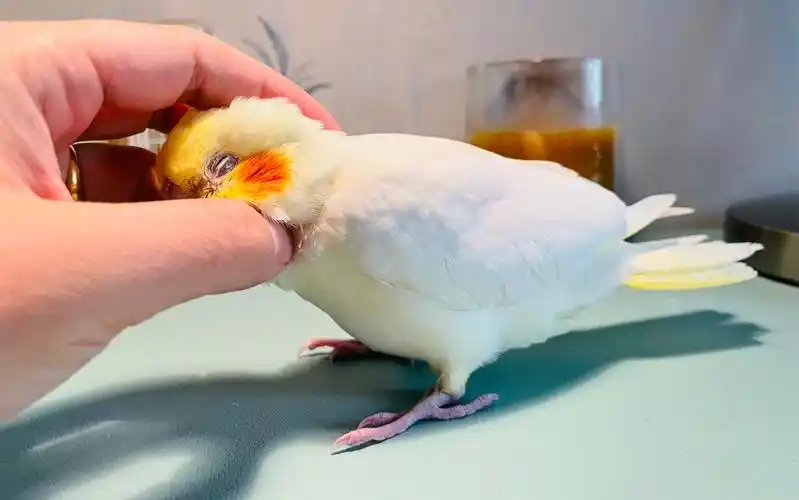 玄凤鹦鹉睡觉,看完你也困