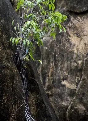 山体上生命力顽强的植物
