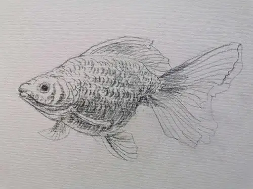 速写金鱼 - 美篇