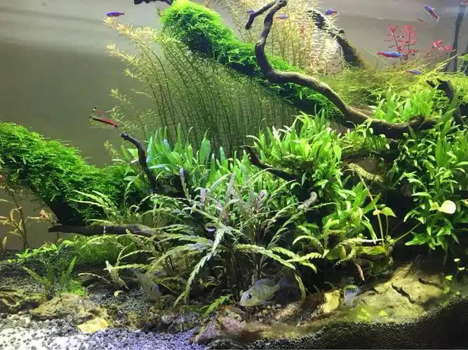 一米草缸五个月