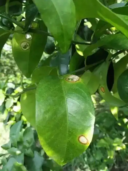 本周开始,柑橘炭疽病将席卷而来,你做好准备了吗?