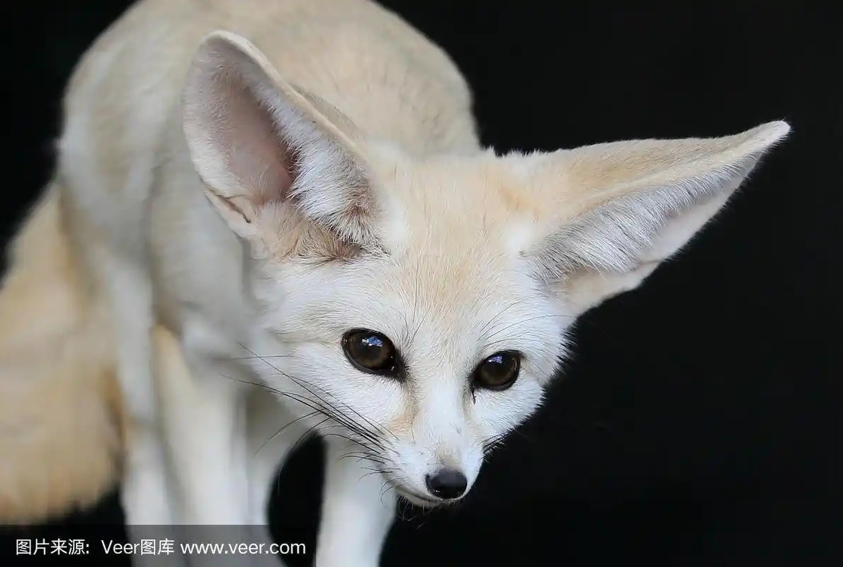 有大耳朵的沙漠狐