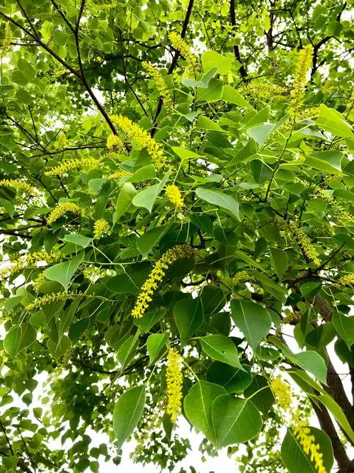 35 二河的乌桕树