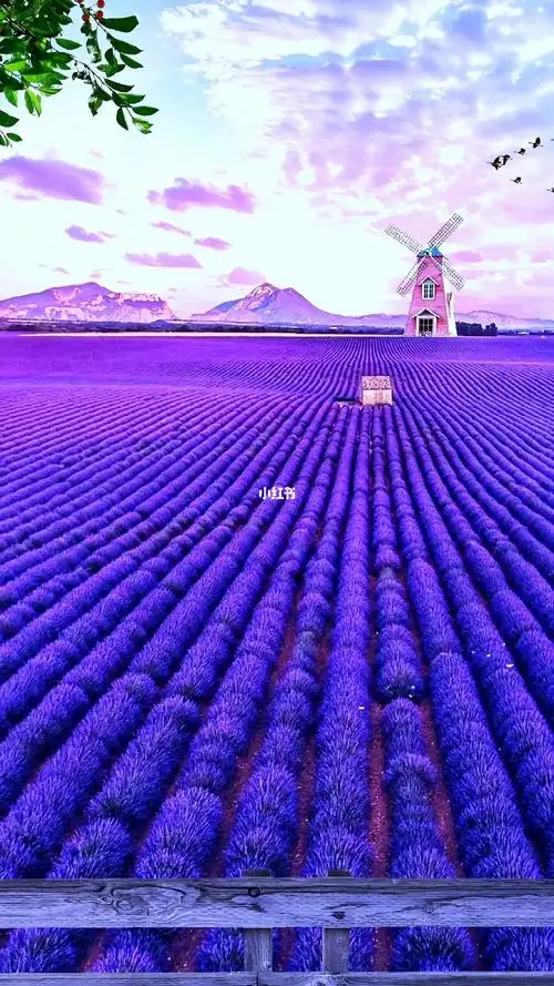 去看薰衣草  #治愈系壁纸