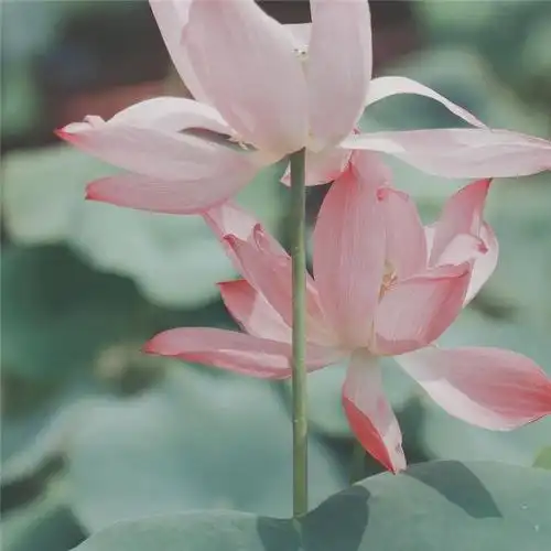 唯美花的头像 风景 清新 淡雅 花朝花暮_风景头像_头像屋