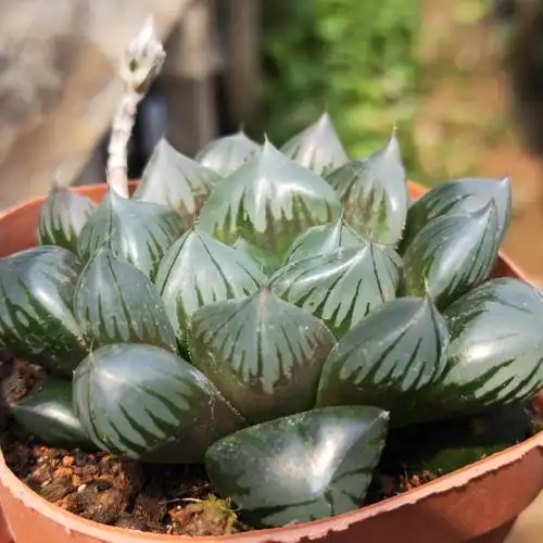 玉露水晶多肉植物清纯花屋十二卷铭灯芯室内多肉植物