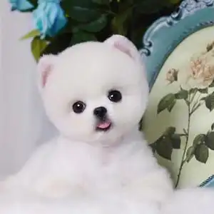 博美幼犬茶杯犬小型长不大长毛白色宠物狗博美俊介犬幼犬狗活幼体