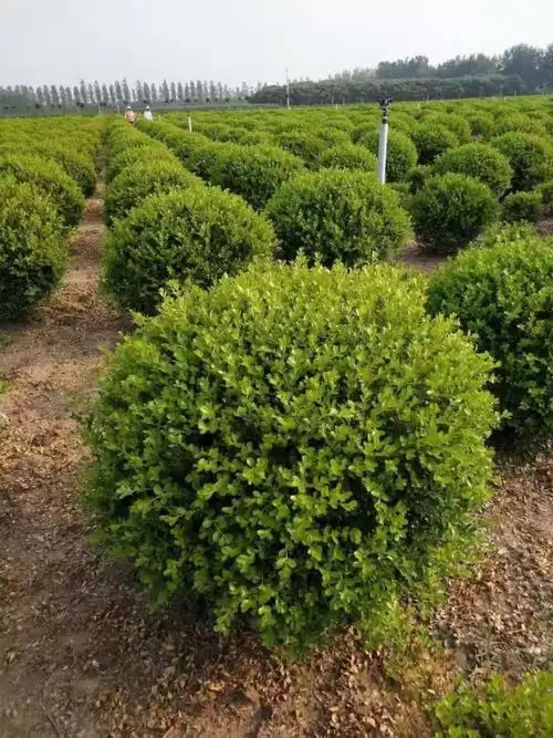 1米2小叶黄杨球多少钱一棵江苏小叶黄杨球报价