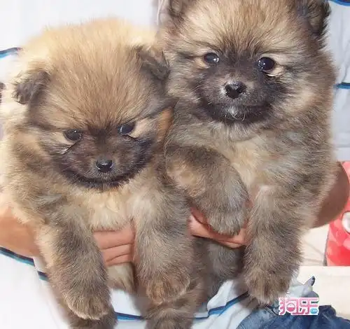 哪里有专业繁殖博美的狗场 广州买纯种博美