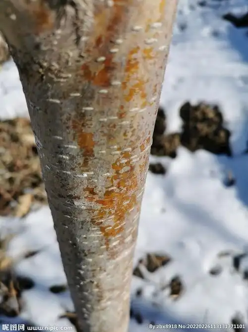 山楂树皮摄影图__树木树叶_生物世界_摄影图库_昵图网nipic.com