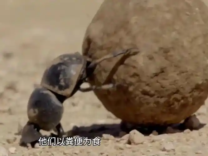 爱吃屎的屎壳郎在很多地方竟然是一道美食