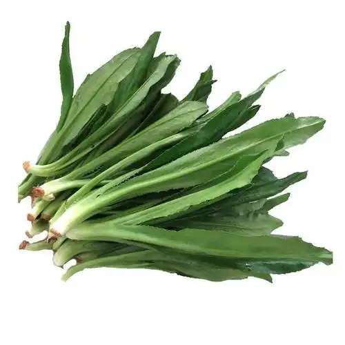 4斤包邮 云南大香菜新鲜老缅芫荽云南傣族产香料大香菜大芫茜