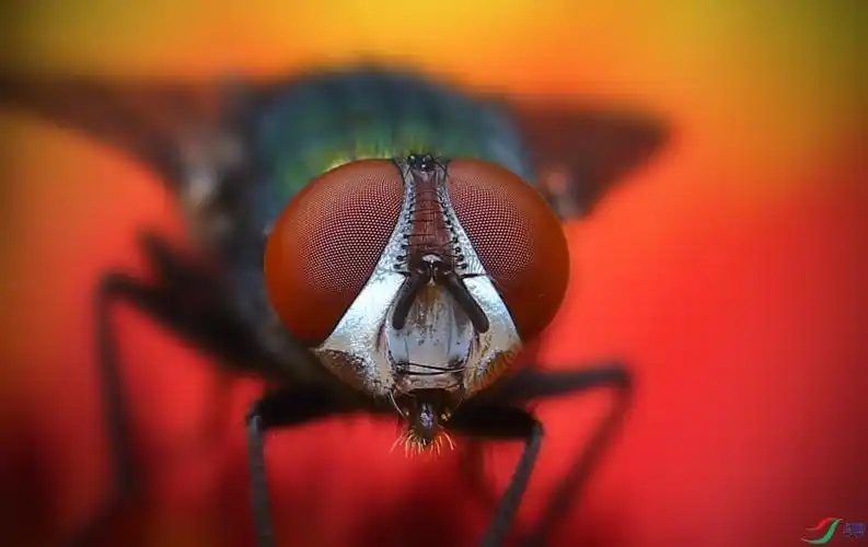 苍蝇的眼睛贺获首页精华