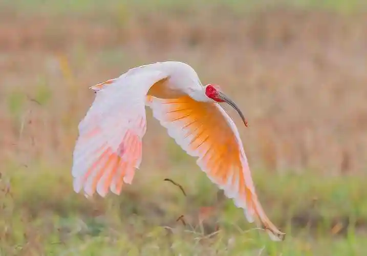 原创 中科院学者即将宣布朱鹮灭绝,陕西村民语出惊人:我们曾经见过