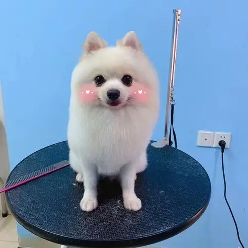 【讨论】求推荐博美狗子发型