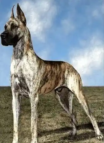 世界上著名的20种巨型犬!