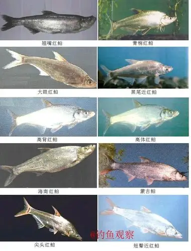 路亚之家 路亚学堂 对象鱼 概况 > 翘嘴介绍