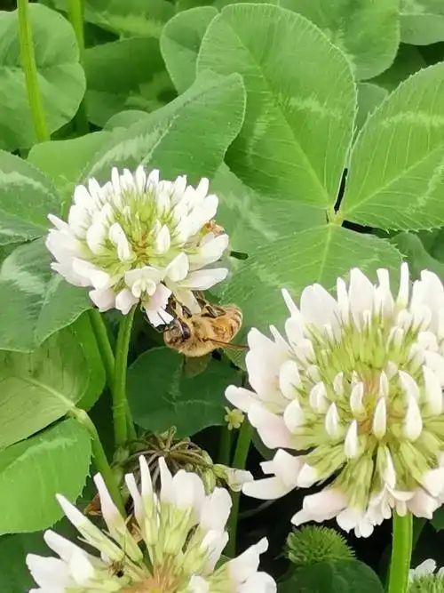 爱尔兰国花——白三叶草